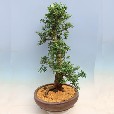 Outdoorowe bonsai - azalia japońska SATSUKI- Azalea SHUSHUI - 4