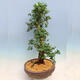 Outdoorowe bonsai - azalia japońska SATSUKI- Azalea SHUSHUI - 4/6