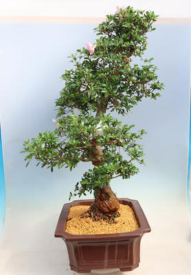 Outdoor bonsai - azalia japońska SATSUKI- Azalea BEYAKUREN - 4