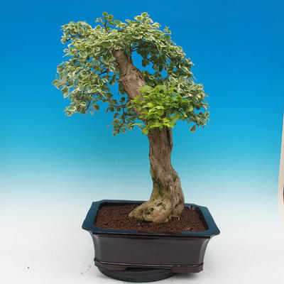 Pokój bonsai - Duranta variegata - 4