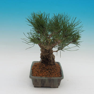 Pinus thunbergii - Sosna thunbergova - 4