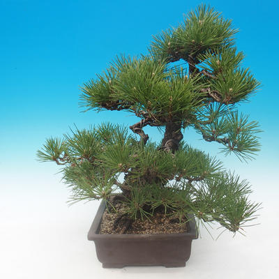 Pinus thunbergii - Sosna thunbergova - 4