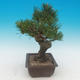 Pinus thunbergii - Sosna thunbergova - 4/4