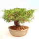 Outdoor bonsai - Juniperus chinensis Itoigawa - Jałowiec chiński - 4/5