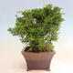 Outdoor bonsai - Juniperus chinensis Itoigawa - Jałowiec chiński - 4/5