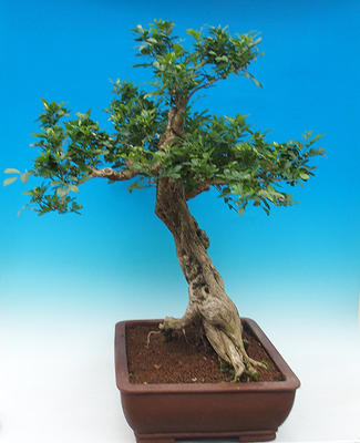 Pokój bonsai - Muraya paniculata - 4