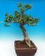 Pokój bonsai - Muraya paniculata - 4/6