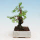 Outdoor bonsai -Larix decidua - Modrzew liściasty - 4/4