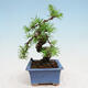 Outdoor bonsai -Larix decidua - Modrzew liściasty - 4/4