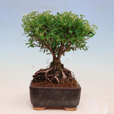 Outdoorowe bonsai - jawor drobnolistny - Spiraea japonica MAXIM - 4