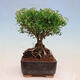 Outdoorowe bonsai - jawor drobnolistny - Spiraea japonica MAXIM - 4/4