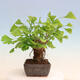 Outdoor bonsai - Ginkgo biloba - Ginkgo biloba - 4/4