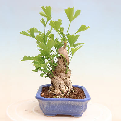 Outdoor bonsai - Ginkgo biloba - Ginkgo biloba - 4