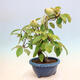 Outdoor bonsai - Pseudocydonia sinensis - pigwa chińska - 4/6