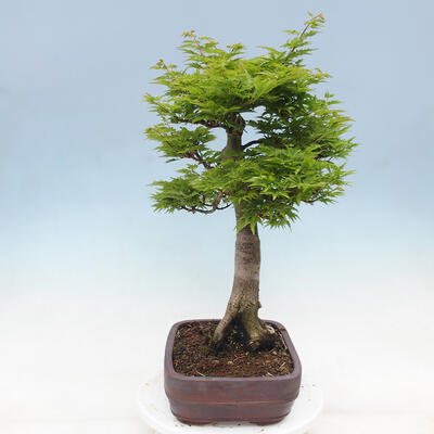 Outdoor bonsai - Acer palmatum Shishigashira - 4