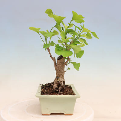 Outdoor bonsai - Ginkgo biloba - Ginkgo biloba - 4