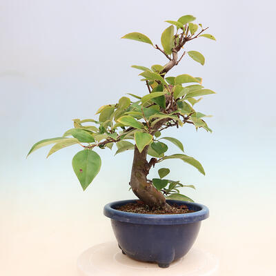 Outdoor bonsai - Pseudocydonia sinensis - pigwa chińska - 4