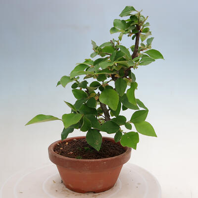 Outdoor bonsai - Pseudocydonia sinensis - chińska pigwa - 4
