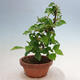 Outdoor bonsai - Pseudocydonia sinensis - chińska pigwa - 4/4