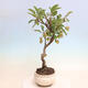 Outdoor bonsai -Malus Halliana - owocach jabłoni - 4/7