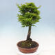 Outdoor bonsai - Acer palmatum Shishigashira - 4/7
