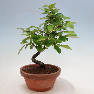 Outdoor bonsai - Pseudocydonia sinensis - chińska pigwa - 4