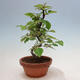 Outdoor bonsai - Pseudocydonia sinensis - chińska pigwa - 4/4