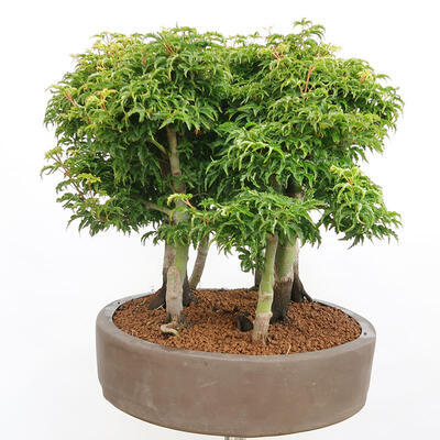 Outdoor bonsai - Acer palmatum SHISHIGASHIRA- Klon drobnolistny - 4