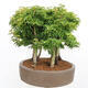 Outdoor bonsai - Acer palmatum SHISHIGASHIRA- Klon drobnolistny - 4/4
