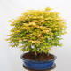 Outdoor bonsai - Acer palmatum Aureum - Klon złotolistny o liściach palmowych - 4/4