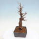 Outdoor bonsai - Buergerianum Maple - Burger Maple - 4/5