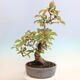 Outdoor bonsai - Pseudocydonia sinensis - pigwa chińska - 4/6