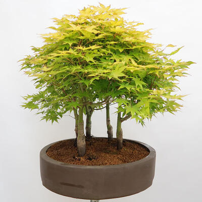 Outdoor bonsai - Acer palmatum Aureum - Klon złotolistny o liściach palmowych - 4