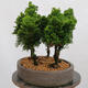 Outdoor bonsai - Cham.pis obtusa Nana Gracilis - Las cyprysowy - 4/4