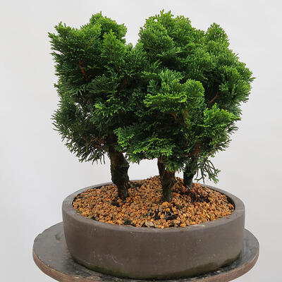 Outdoor bonsai - Cham.pis obtusa Nana Gracilis - Las cyprysowy - 4