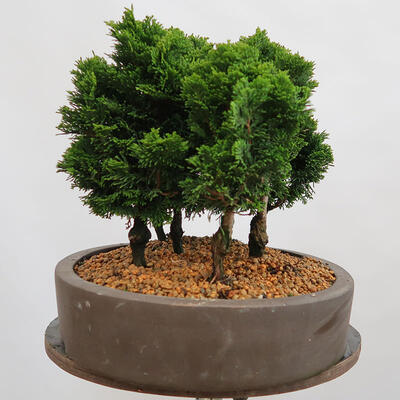 Outdoor bonsai - Cham.pis obtusa Nana Gracilis - Las cyprysowy - 4