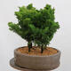 Outdoor bonsai - Cham.pis obtusa Nana Gracilis - Las cyprysowy - 4/4