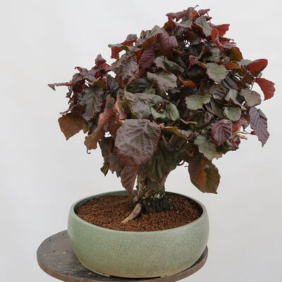 Outdoorowe bonsai - Corylus Avellana Red Majestic - Leszczyna pospolita - 4