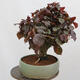 Outdoorowe bonsai - Corylus Avellana Red Majestic - Leszczyna pospolita - 4/4