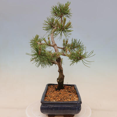 Outdoor bonsai - Pinus mugo Humpy - Klęcząca sosna - 4