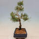 Outdoor bonsai - Pinus mugo Humpy - Klęcząca sosna - 4/4