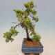 Plenerowe bonsai - Juniperus chinensis plumosa aurea - chiński złoty jałowiec - 4/4