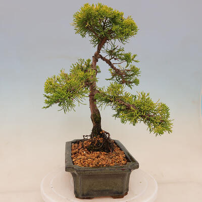 Plenerowe bonsai - Juniperus chinensis plumosa aurea - chiński złoty jałowiec - 4