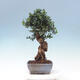Kryte bonsai - Olea europaea sylvestris - Europejska oliwa z małych liści - 4/6