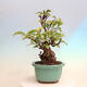 Outdoor bonsai - Pseudocydonia sinensis - Pigwa chińska - 4/7