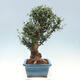 Kryte bonsai - Olea europaea sylvestris - Europejska oliwa z małych liści - 4/6