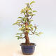 Outdoor bonsai - Pseudocydonia sinensis - Pigwa chińska - 4/6
