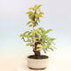 Outdoor bonsai - Pseudocydonia sinensis - Pigwa chińska - 4/6