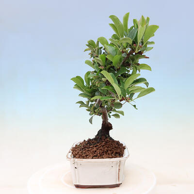 Outdoor bonsai - Malus sargentii - Drobnoowocowa jabłoń - 4
