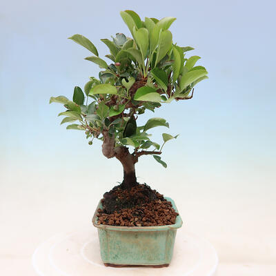 Outdoor bonsai - Malus sargentii - Drobnoowocowa jabłoń - 4